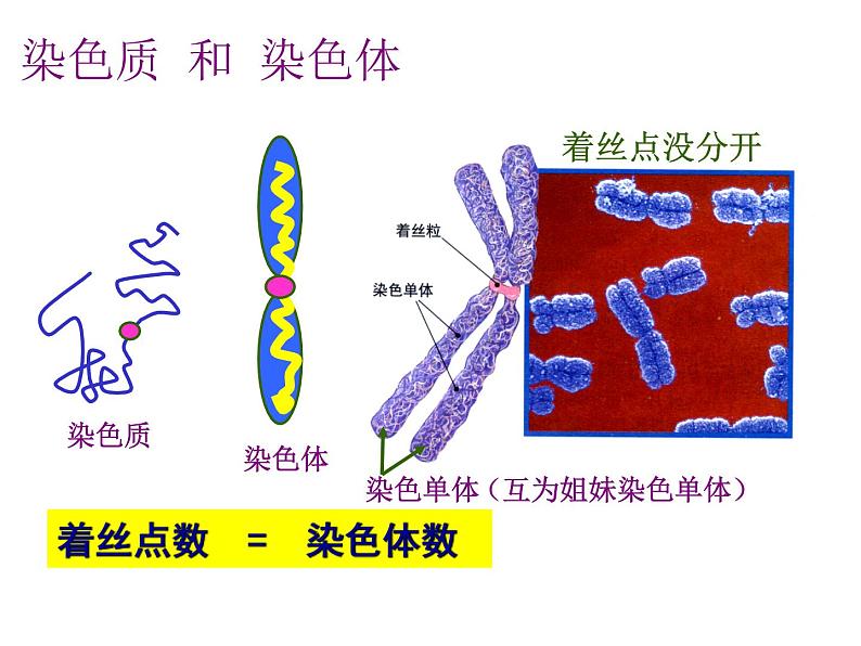 人教版高一生物必修1课件：6.1.3 细胞的增殖06