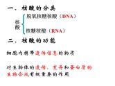 人教版高一生物必修1课件：2.3 遗传信息的携带者-核酸 （共23张PPT）