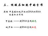 人教版高一生物必修1课件：2.3 遗传信息的携带者-核酸 （共23张PPT）