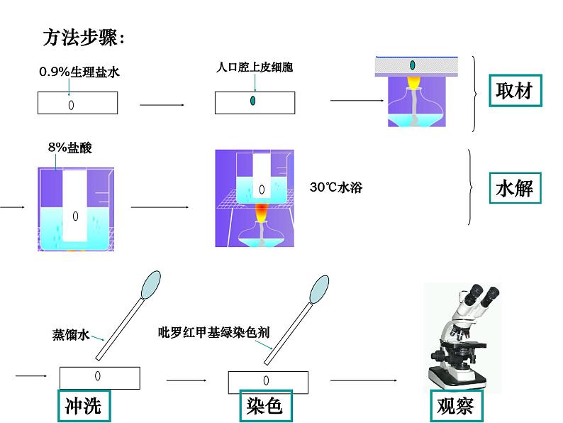 人教版高一生物必修1课件：2.3 遗传信息的携带者-核酸 （共23张PPT）05