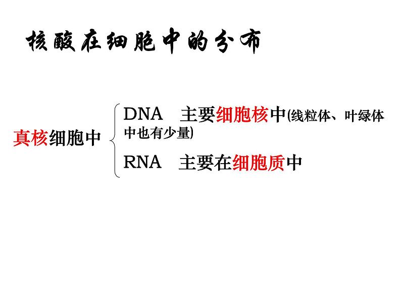 人教版高一生物必修1课件：2.3 遗传信息的携带者-核酸 （共23张PPT）07