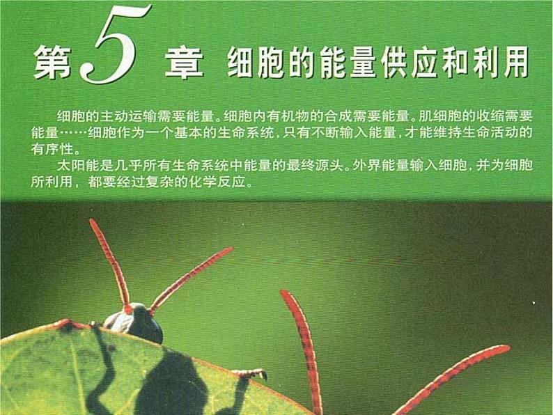 人教版高一生物必修1课件：5.1降低化学反应的活化能——酶05