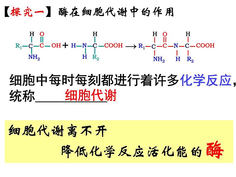 人教版高一生物必修1课件：5.1降低化学反应的活化能——酶08