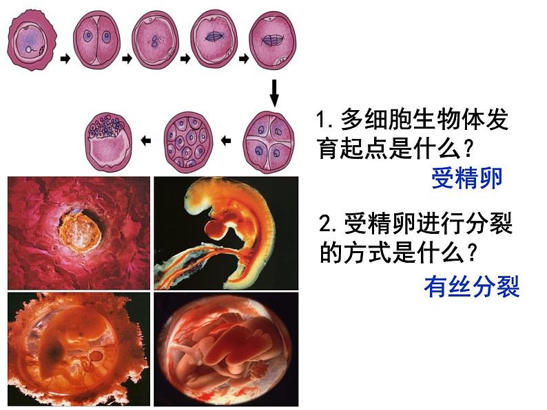 人教版高一生物必修1课件：6.2 细胞的分化 101