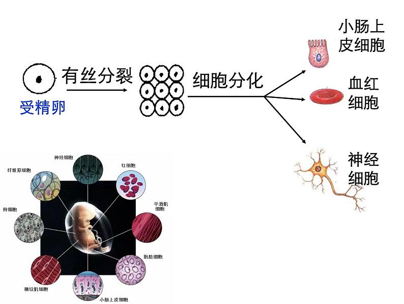 人教版高一生物必修1课件：6.2 细胞的分化 102