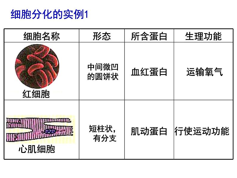 人教版高一生物必修1课件：6.2 细胞的分化 106