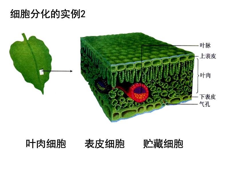 人教版高一生物必修1课件：6.2 细胞的分化 108