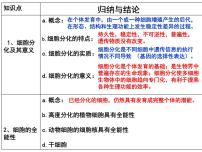 高中生物人教版 (新课标)必修1《分子与细胞》第3节 细胞的衰老和凋亡评课课件ppt