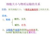 人教版高一生物必修1课件：6.1.1 细胞的曾殖