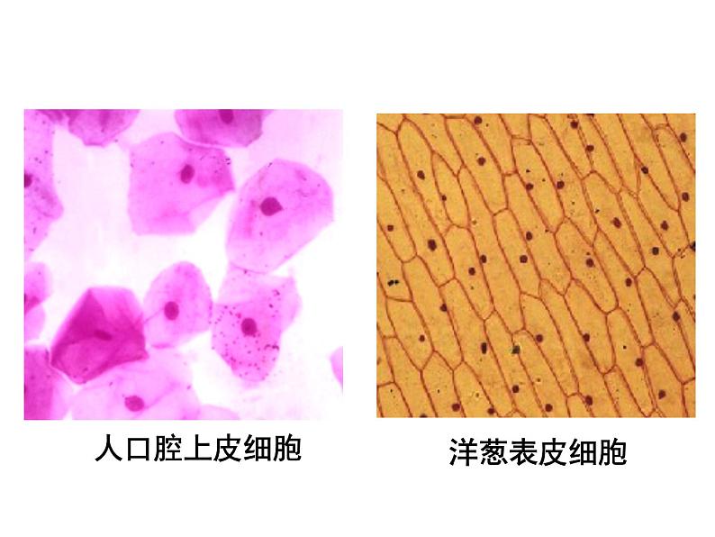 人教版高一生物必修1课件：3.3 细胞核-系统的控制中心104