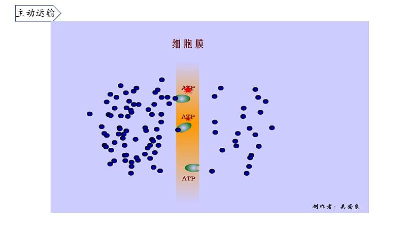 4.2 主动运输与胞吞胞吐 课件05