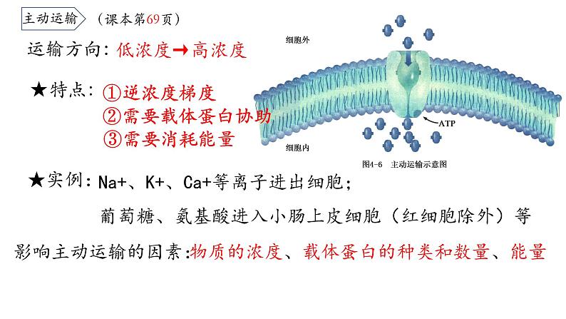 4.2 主动运输与胞吞胞吐 课件06