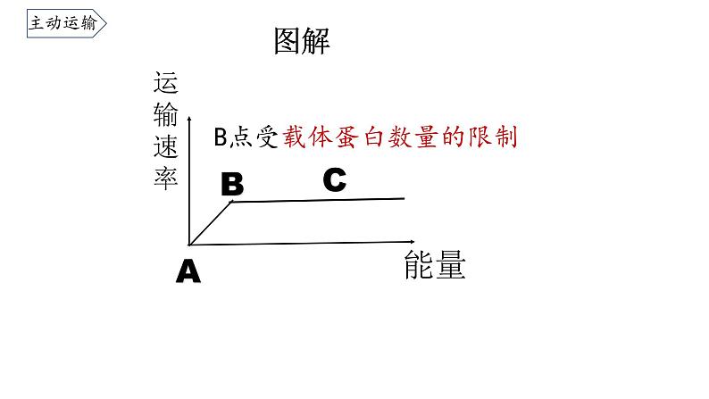 4.2 主动运输与胞吞胞吐 课件07