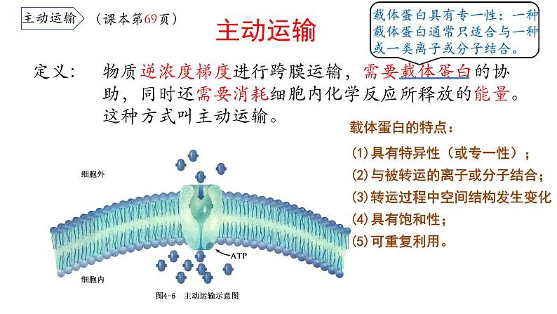 4.2 主动运输与胞吞胞吐 课件08