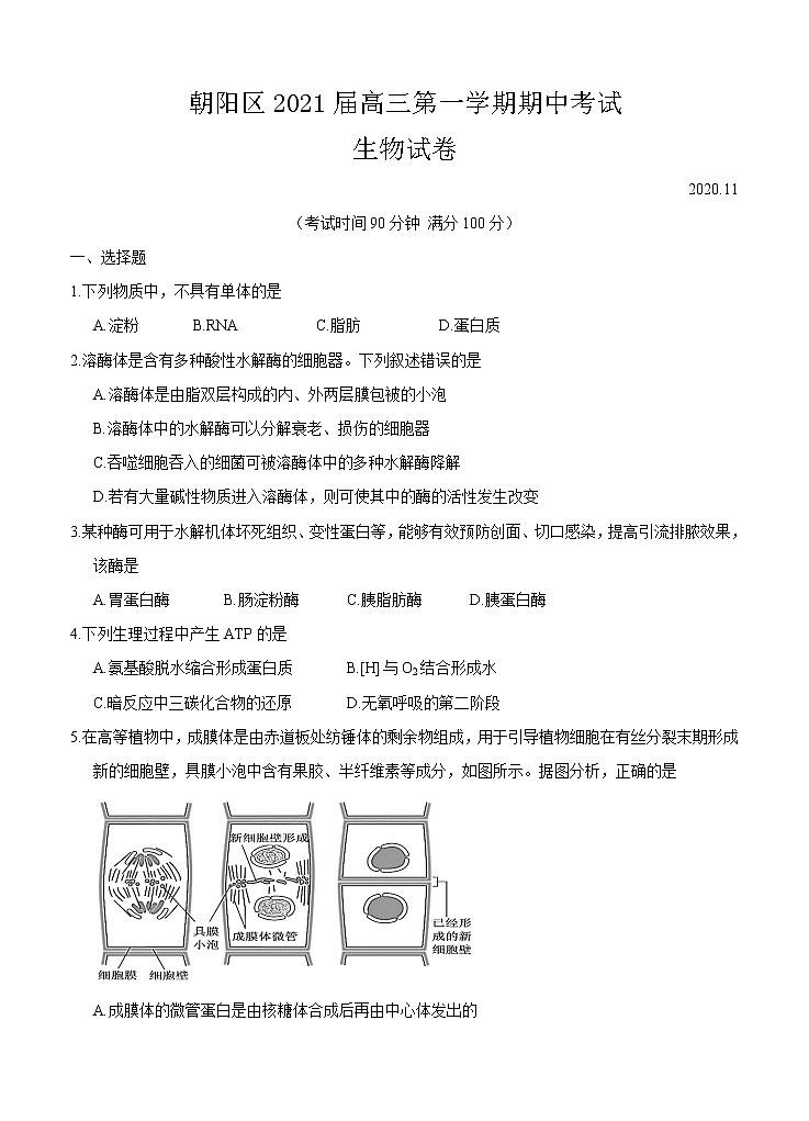 北京市朝阳区2021届高三上学期期中考试 生物(含答案)01