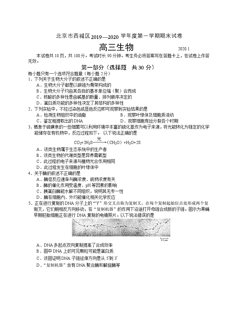 2019-2020北京市西城区高三生物上学期期末试卷（下载版）01