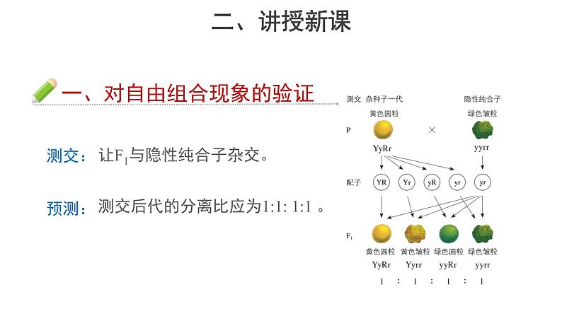 人教版（2019）高中生物必修2第1章 遗传因子的发现【教学课件】第2节 孟德尔的豌豆杂交实验（二） 第2课时 示范课件03
