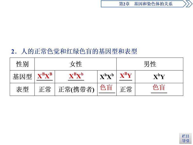 人教版（2019）高中生物必修2第2章 基因和染色体的关系第3节　伴性遗传(Ⅰ) 示范课件05