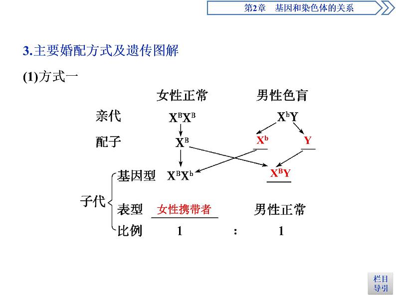 人教版（2019）高中生物必修2第2章 基因和染色体的关系第3节　伴性遗传(Ⅰ) 示范课件06