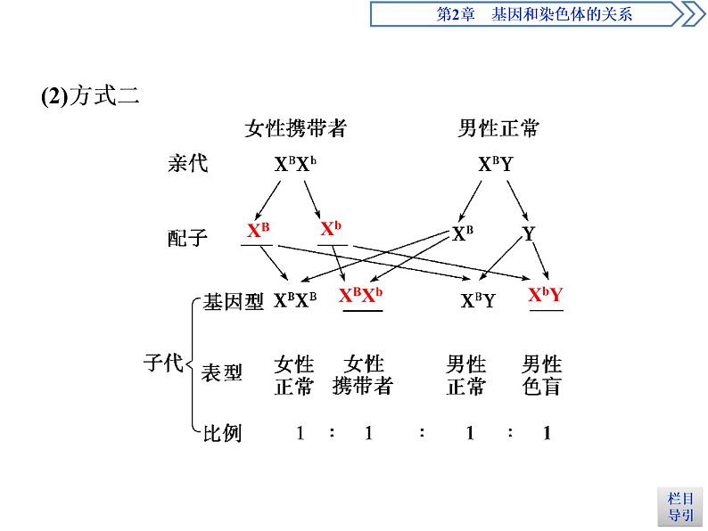 人教版（2019）高中生物必修2第2章 基因和染色体的关系第3节　伴性遗传(Ⅰ) 示范课件07