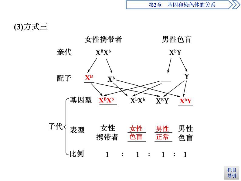 人教版（2019）高中生物必修2第2章 基因和染色体的关系第3节　伴性遗传(Ⅰ) 示范课件08