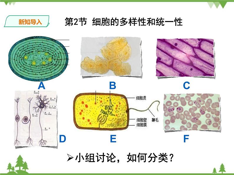 人教版生物必修一1.2《细胞的多样性与统一性》第2课时PPT课件+ 教学设计 +同步练习03