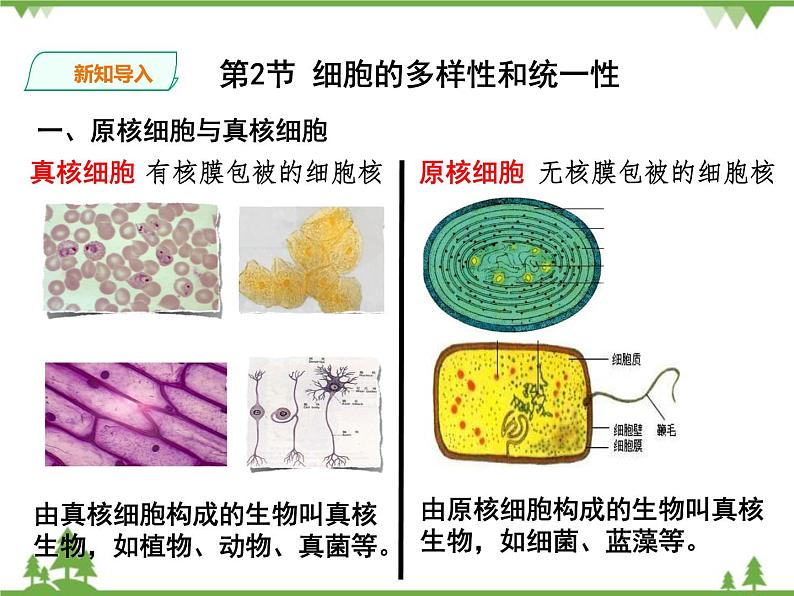 人教版生物必修一1.2《细胞的多样性与统一性》第2课时PPT课件+ 教学设计 +同步练习04