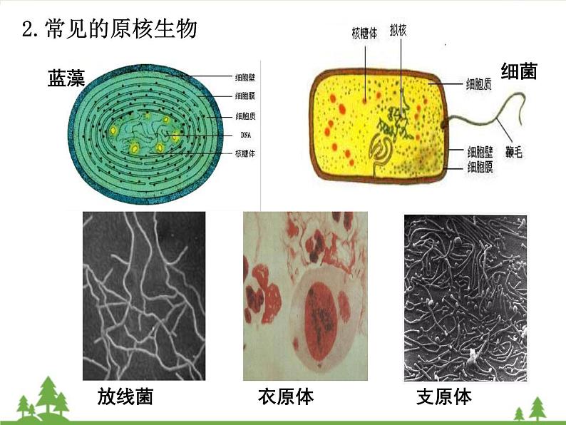 人教版生物必修一1.2《细胞的多样性与统一性》第2课时PPT课件+ 教学设计 +同步练习06