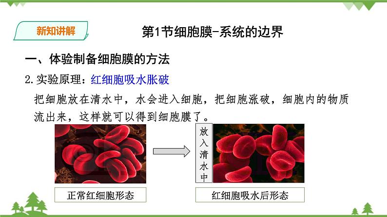 人教版生物必修一3.1《细胞膜-系统的边界》PPT课件+教学设计+同步练习05