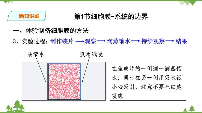 人教版生物必修一3.1《细胞膜-系统的边界》PPT课件+教学设计+同步练习06