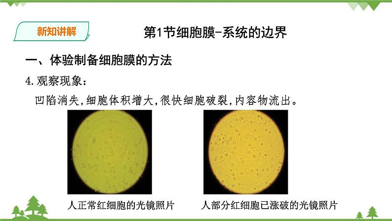 人教版生物必修一3.1《细胞膜-系统的边界》PPT课件+教学设计+同步练习07