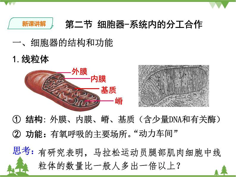 人教版生物必修一3.2《细胞器-系统内的分工合作》第二课时PPT课件+教学设计+同步练习06