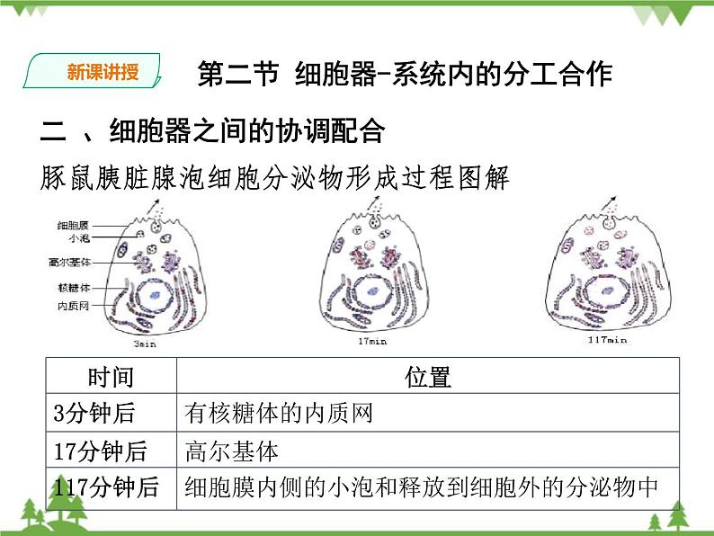 人教版生物必修一3.2《细胞器-系统内的分工合作》第二课时PPT课件+教学设计+同步练习05