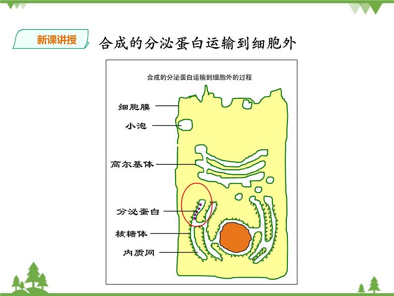 人教版生物必修一3.2《细胞器-系统内的分工合作》第二课时PPT课件+教学设计+同步练习06