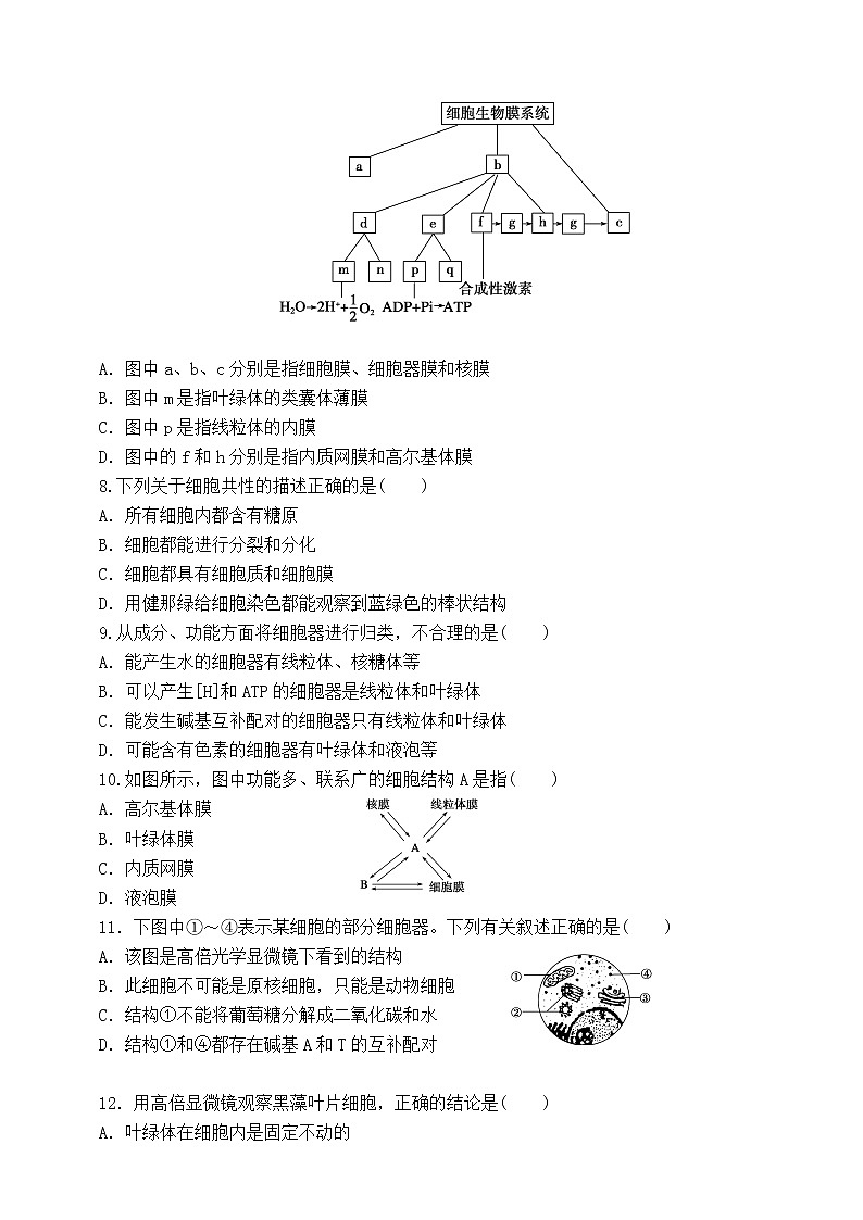 人教版生物必修一3.2《细胞器-系统内的分工合作》第二课时PPT课件+教学设计+同步练习02