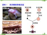 人教版生物必修一3.3《细胞核-系统控制中心》PPT课件+教学设计+同步练习