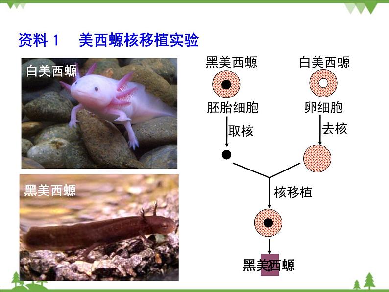 人教版生物必修一3.3《细胞核-系统控制中心》PPT课件+教学设计+同步练习05