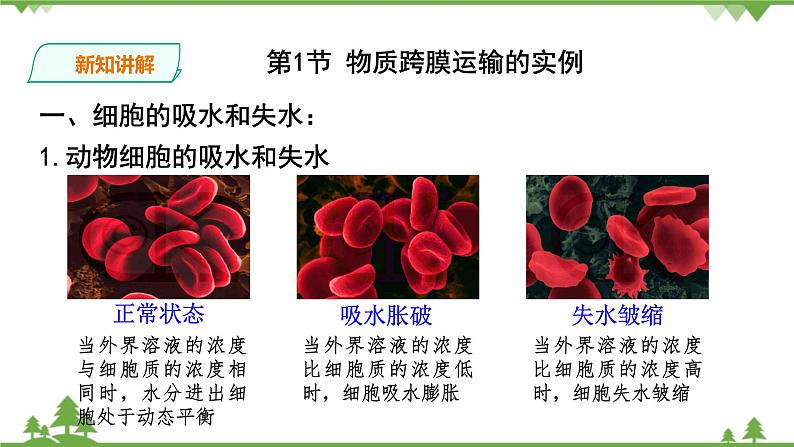 人教版生物必修一4.1《物质跨膜运输的实例》PPT课件+教学设计+同步练习06