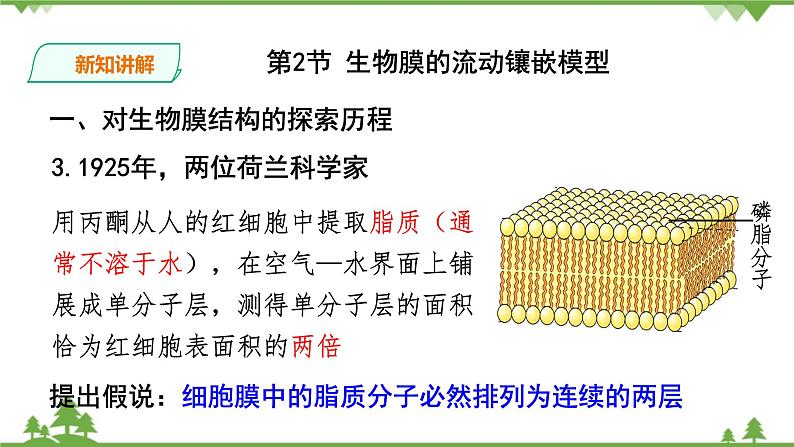 人教版生物必修一4.2《生物膜的流动镶嵌模型》PPT课件+教学设计+同步练习05