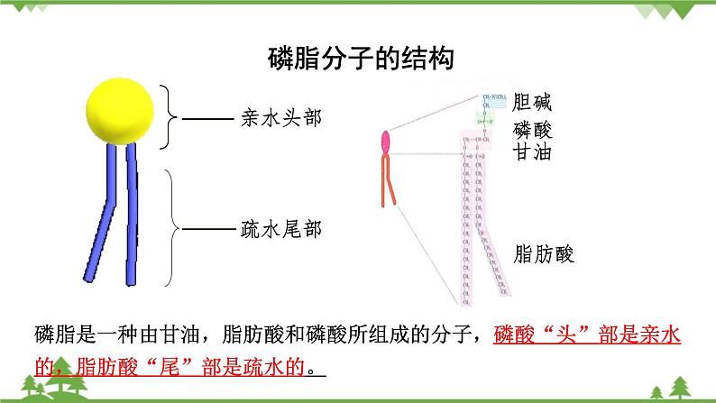 人教版生物必修一4.2《生物膜的流动镶嵌模型》PPT课件+教学设计+同步练习06