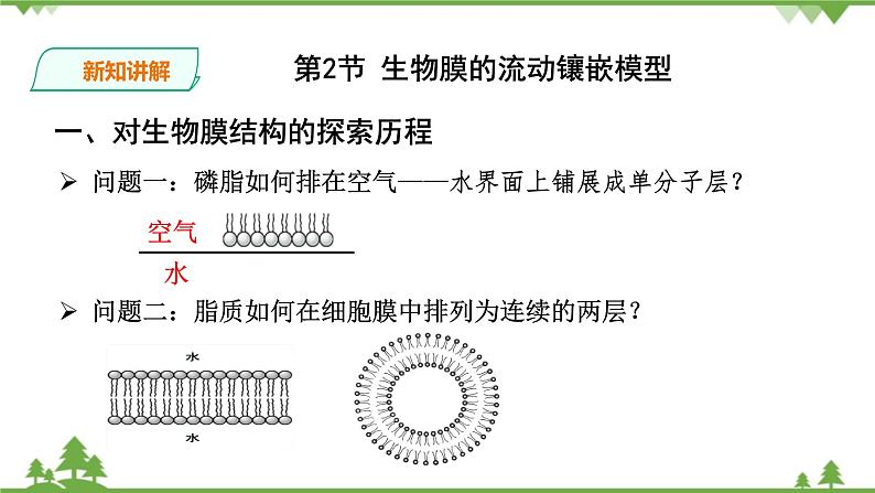 人教版生物必修一4.2《生物膜的流动镶嵌模型》PPT课件+教学设计+同步练习07