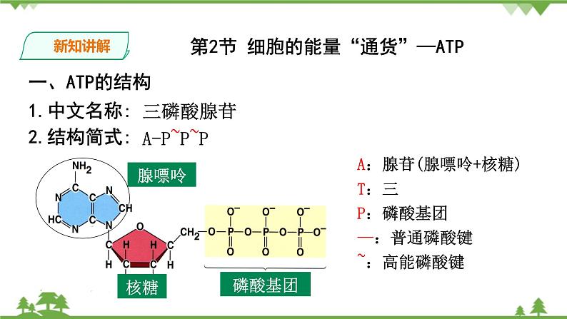 人教版生物必修一5.2《细胞的能量“通货”—ATP》PPT课件+教学设计+同步练习06