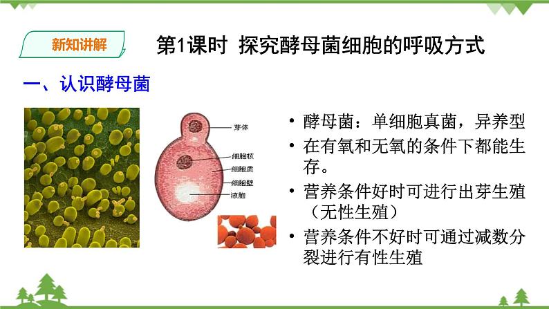 人教版生物必修一5.3 《ATP的主要来源—细胞呼吸》PPT课件+教学设计+同步练习06