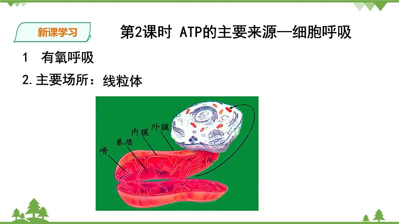 人教版生物必修一5.3 《ATP的主要来源—细胞呼吸》PPT课件+教学设计+同步练习04