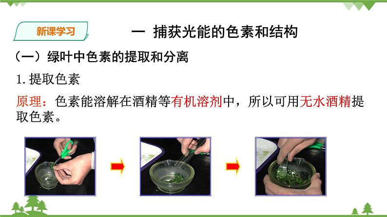 人教版生物必修一5.4（一 ）《捕获光能的色素和结构 》PPT课件+教学设计+同步练习04