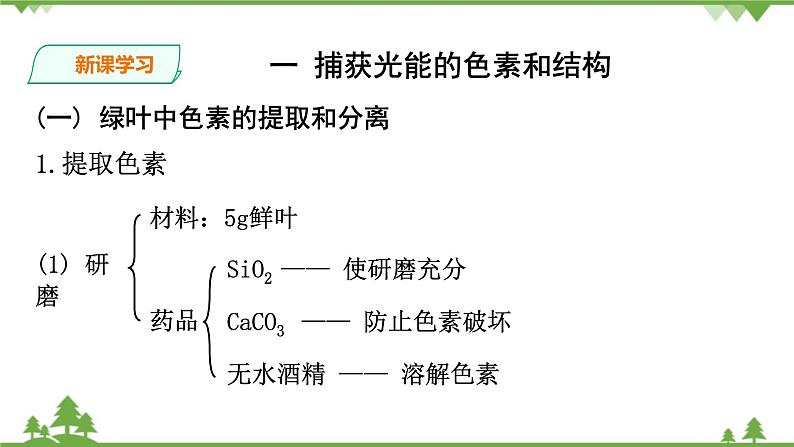 人教版生物必修一5.4（一 ）《捕获光能的色素和结构 》PPT课件+教学设计+同步练习05