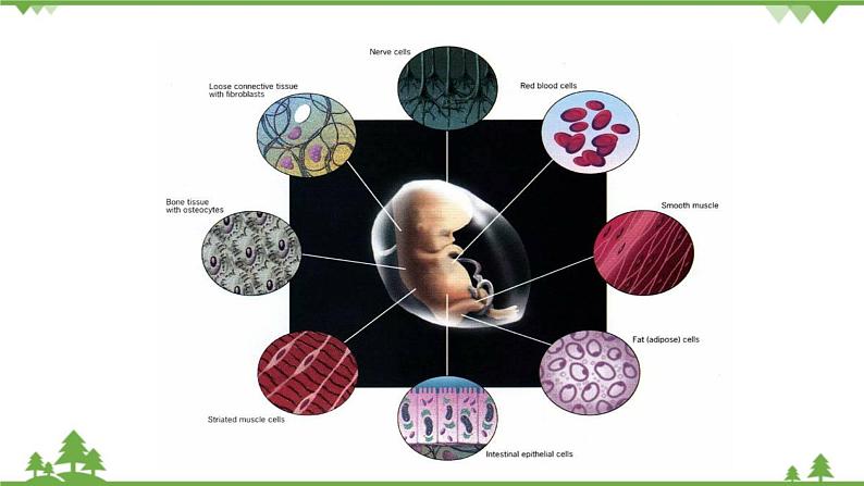 人教版生物必修一6.2《细胞的分化》PPT课件+教学设计+同步练习03