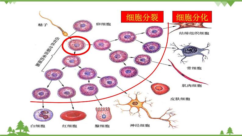 人教版生物必修一6.2《细胞的分化》PPT课件+教学设计+同步练习04