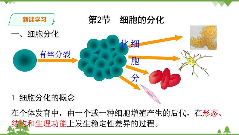 人教版生物必修一6.2《细胞的分化》PPT课件+教学设计+同步练习05