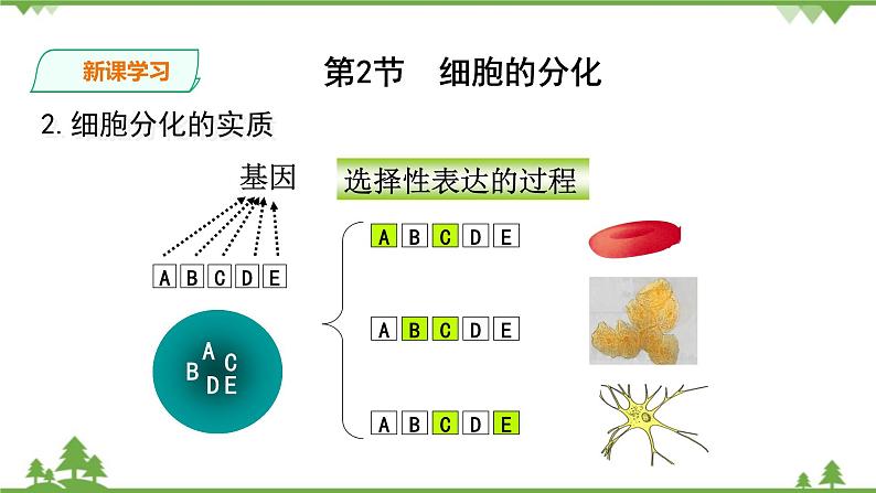 人教版生物必修一6.2《细胞的分化》PPT课件+教学设计+同步练习07